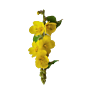 Verbascum-Blume